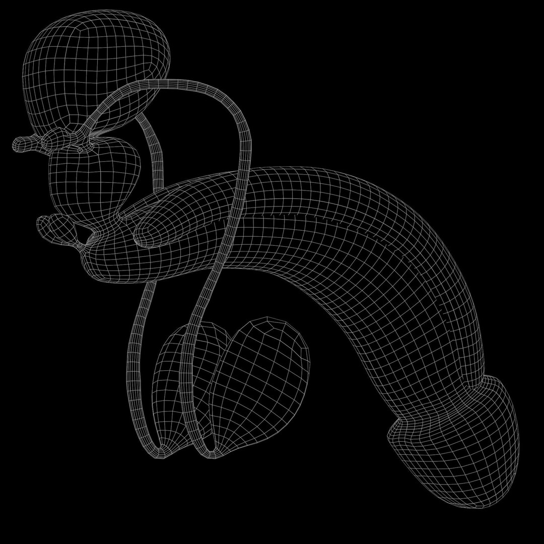 Female and Male Reproductive System 3D Model – PBR Medical Asset, FBX, OBJ - View 8