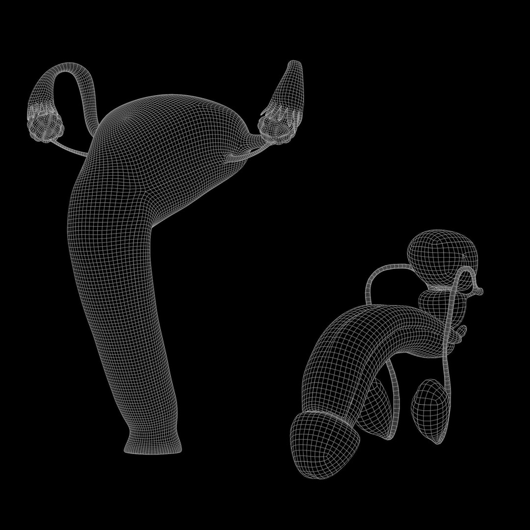 Female and Male Reproductive System 3D Model – PBR Medical Asset, FBX, OBJ - View 9