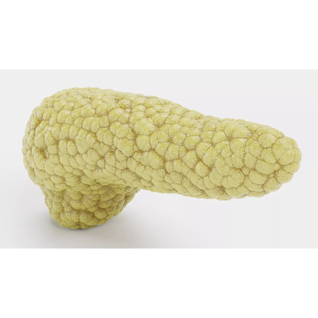 Human Pancreas 3D Model – Realistic Anatomy for Medical Visualization - View 10