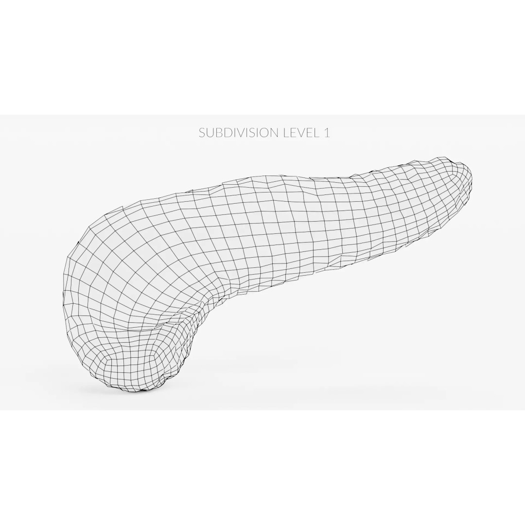 Human Pancreas 3D Model – Realistic Anatomy for Medical Visualization - View 13