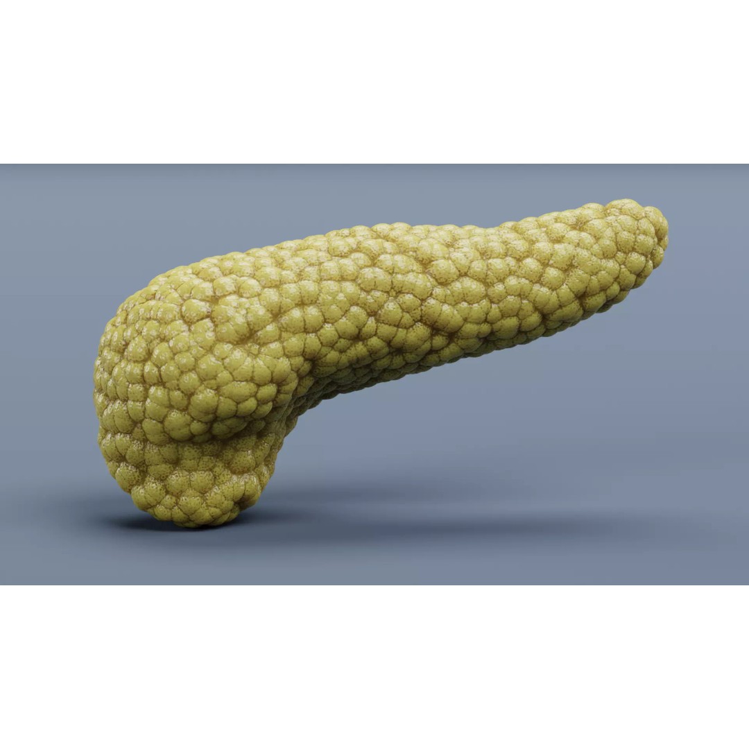 Human Pancreas 3D Model – Realistic Anatomy for Medical Visualization - View 2