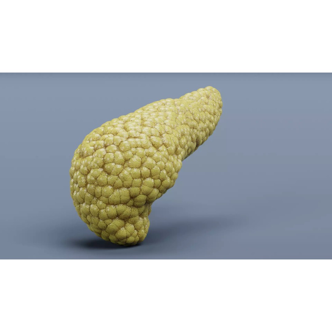Human Pancreas 3D Model – Realistic Anatomy for Medical Visualization - View 3
