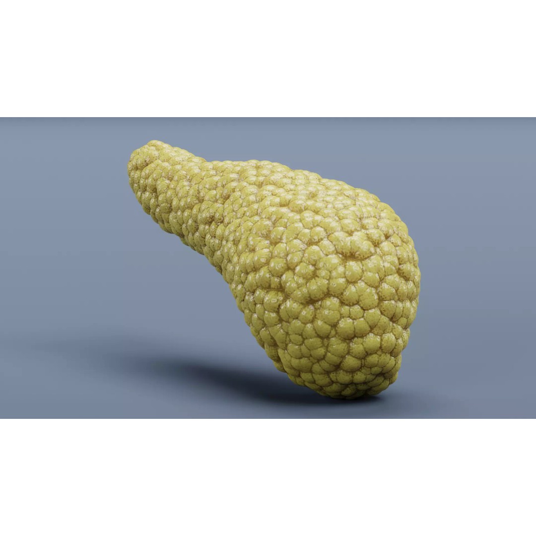 Human Pancreas 3D Model – Realistic Anatomy for Medical Visualization - View 4