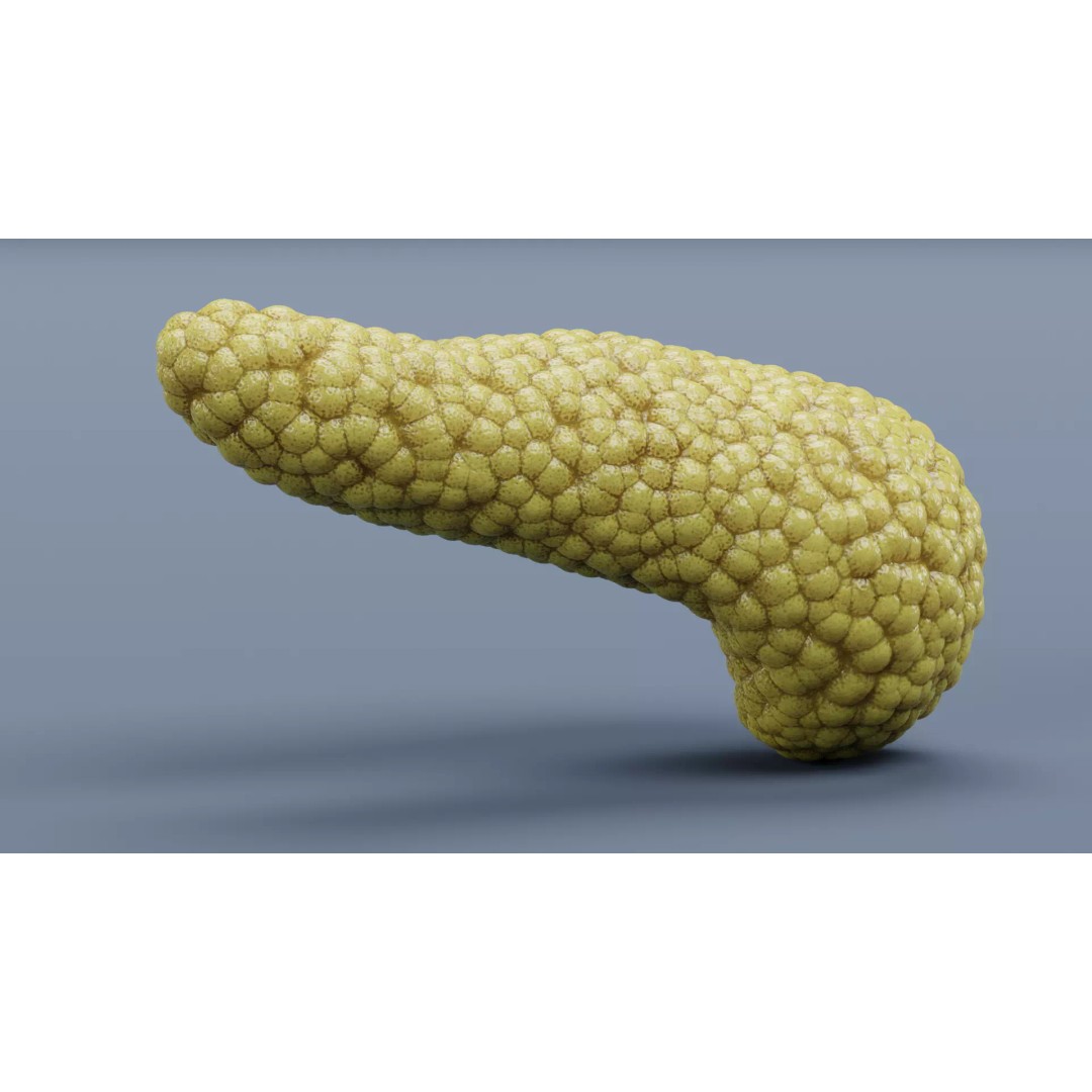 Human Pancreas 3D Model – Realistic Anatomy for Medical Visualization - View 5
