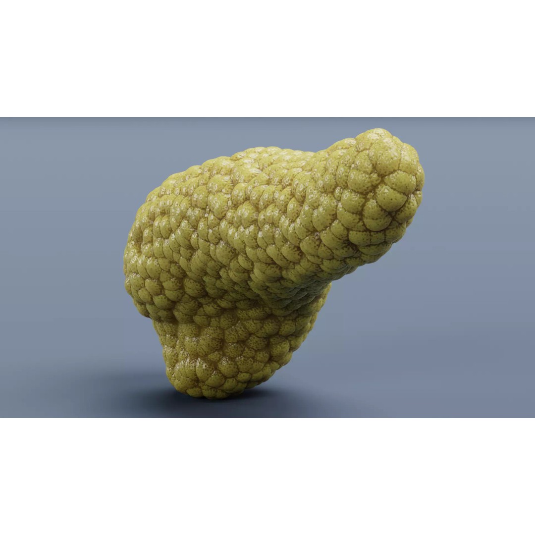 Human Pancreas 3D Model – Realistic Anatomy for Medical Visualization - View 6