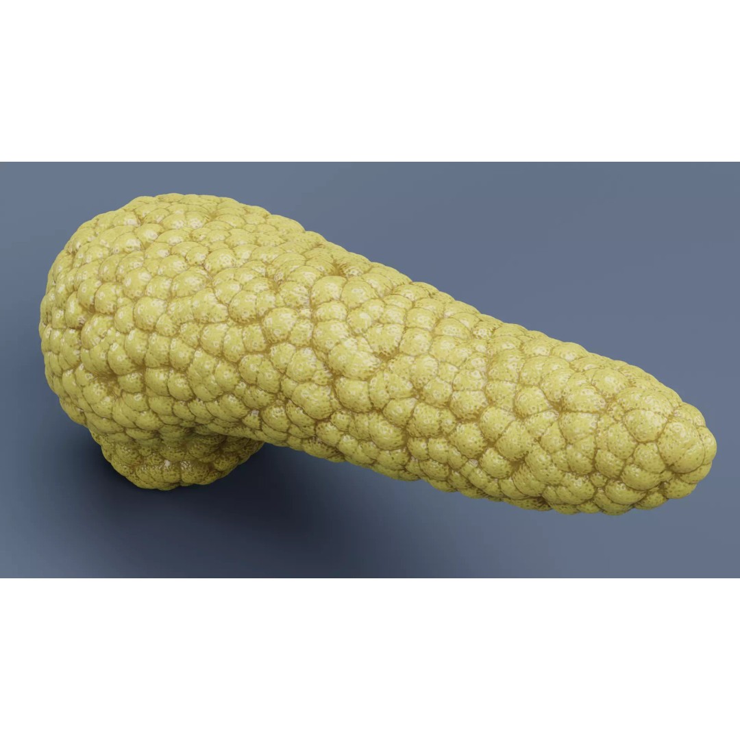 Human Pancreas 3D Model – Realistic Anatomy for Medical Visualization - View 8