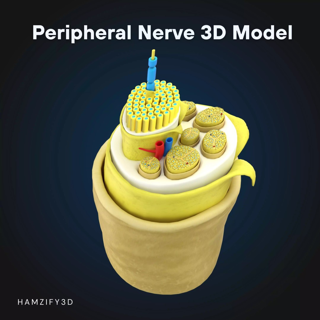 3D Peripheral Nerve Structure 3D Model – Detailed Anatomy Cross Section, FBX - View 2