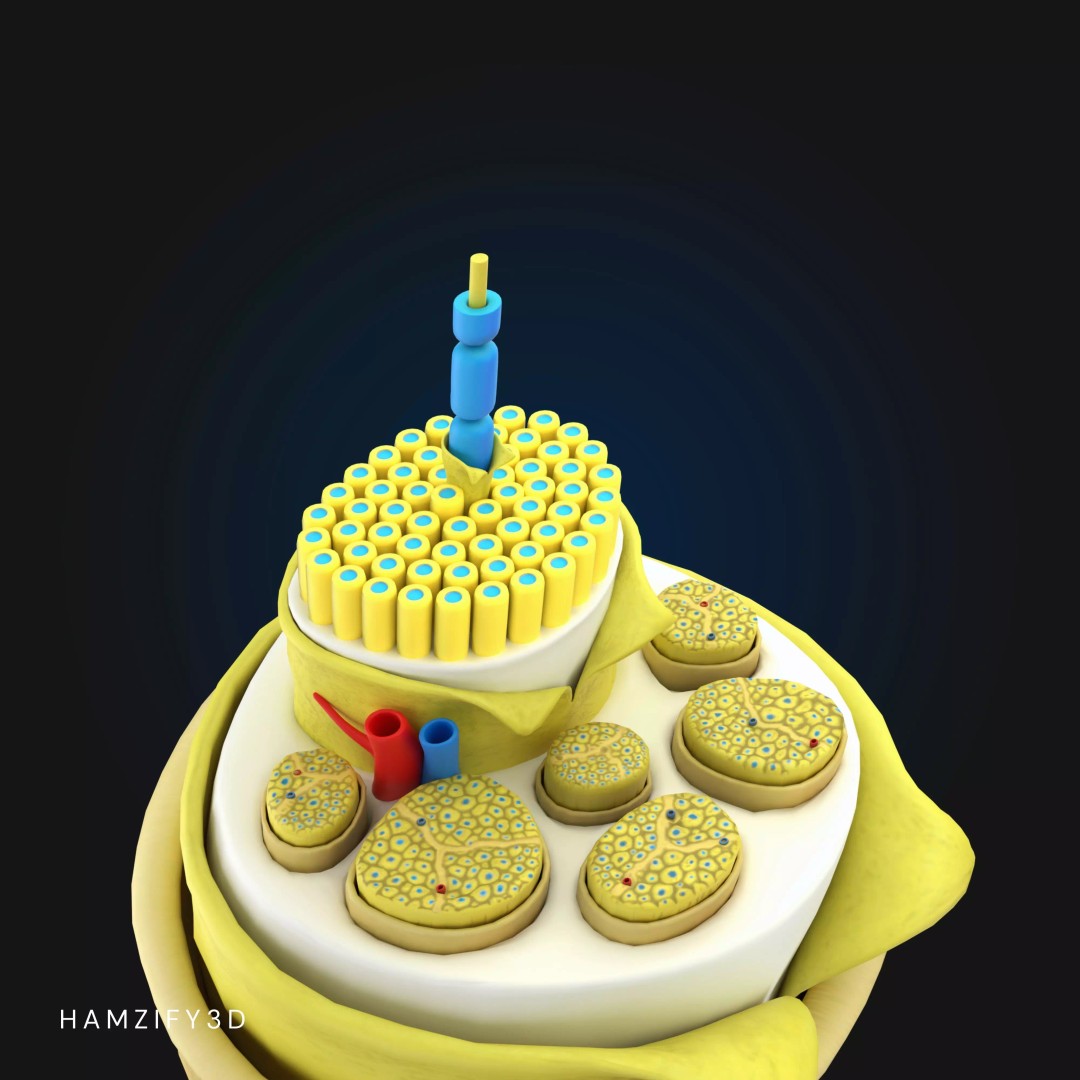 3D Peripheral Nerve Structure 3D Model – Detailed Anatomy Cross Section, FBX - View 3