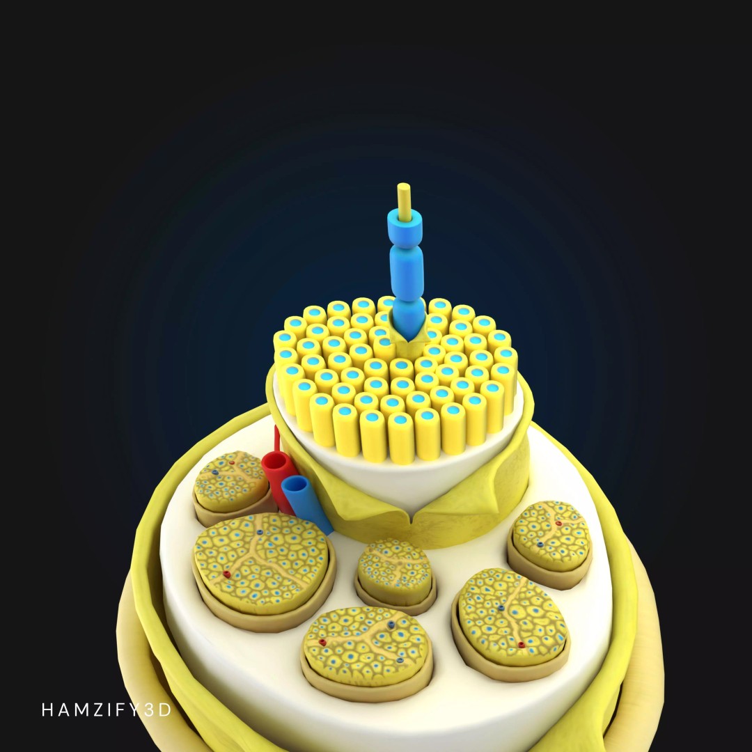 3D Peripheral Nerve Structure 3D Model – Detailed Anatomy Cross Section, FBX - View 4