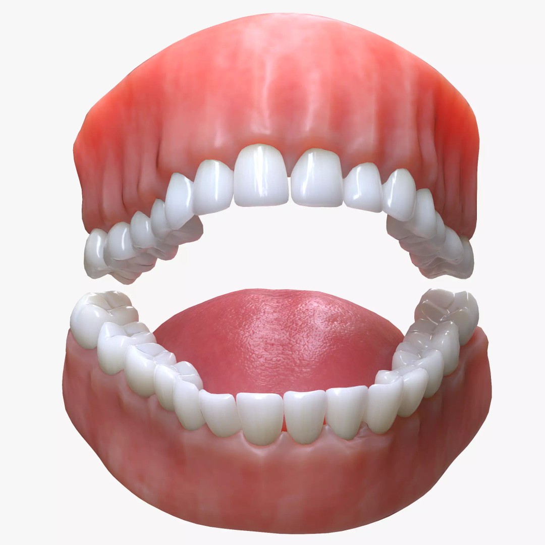 Human Mouth 3D Model – Realistic Teeth and Tongue, PBR Textures - View 2