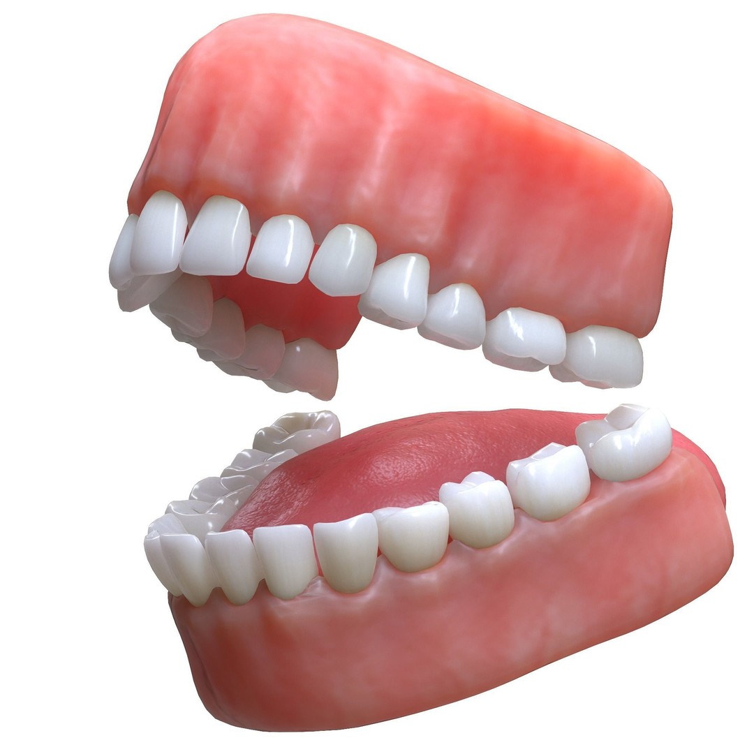 Human Mouth 3D Model – Realistic Teeth and Tongue, PBR Textures - View 4