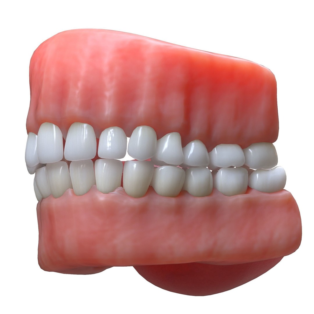 Human Mouth 3D Model – Realistic Teeth and Tongue, PBR Textures - View 5