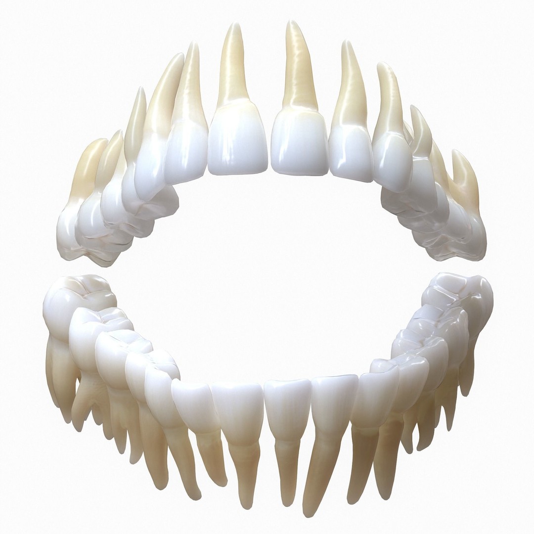 Human Mouth 3D Model – Realistic Teeth and Tongue, PBR Textures - View 6