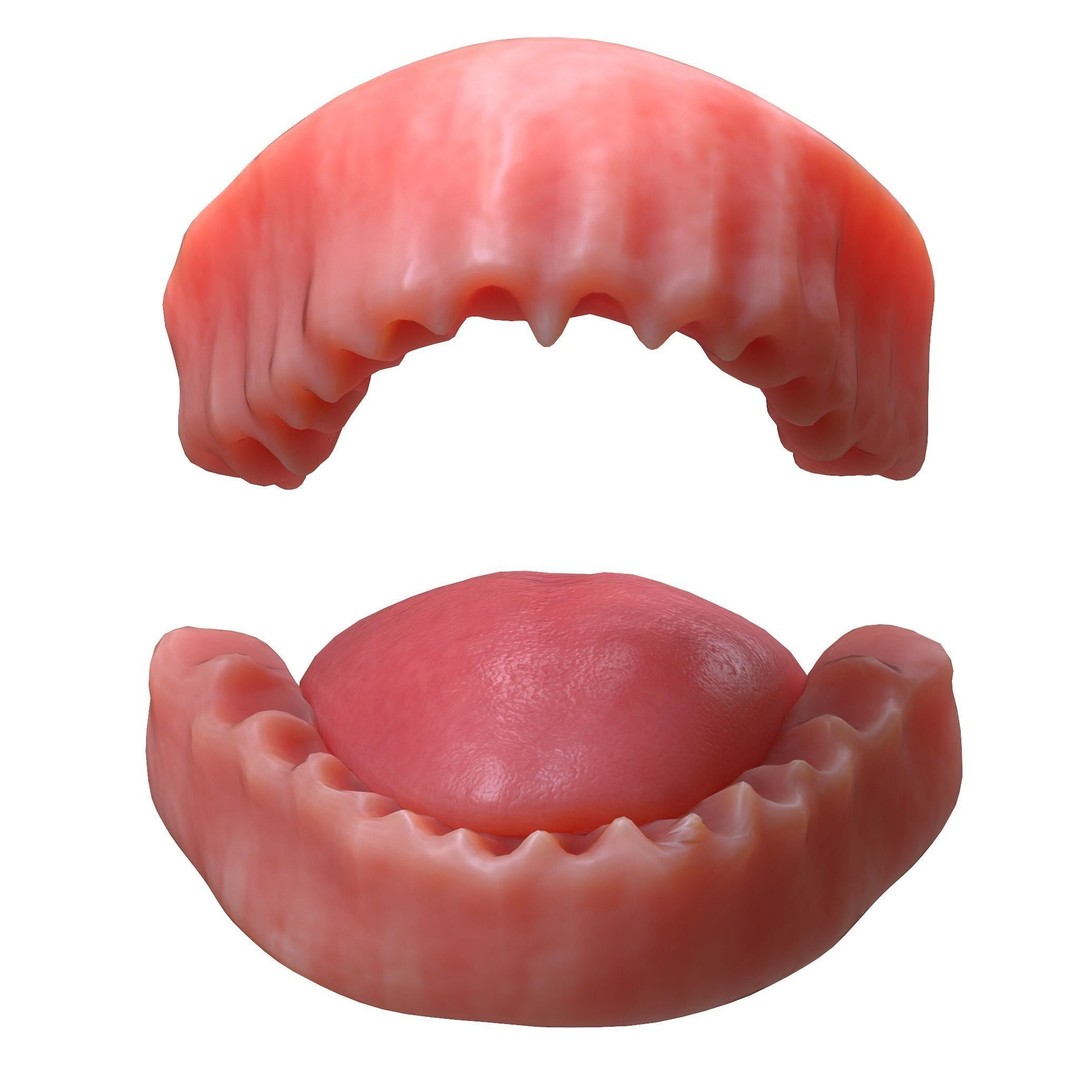 Human Mouth 3D Model – Realistic Teeth and Tongue, PBR Textures - View 8