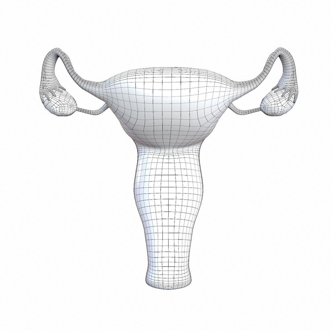 Female Reproductive System 3D Model – Realistic Anatomy Asset, FBX, OBJ