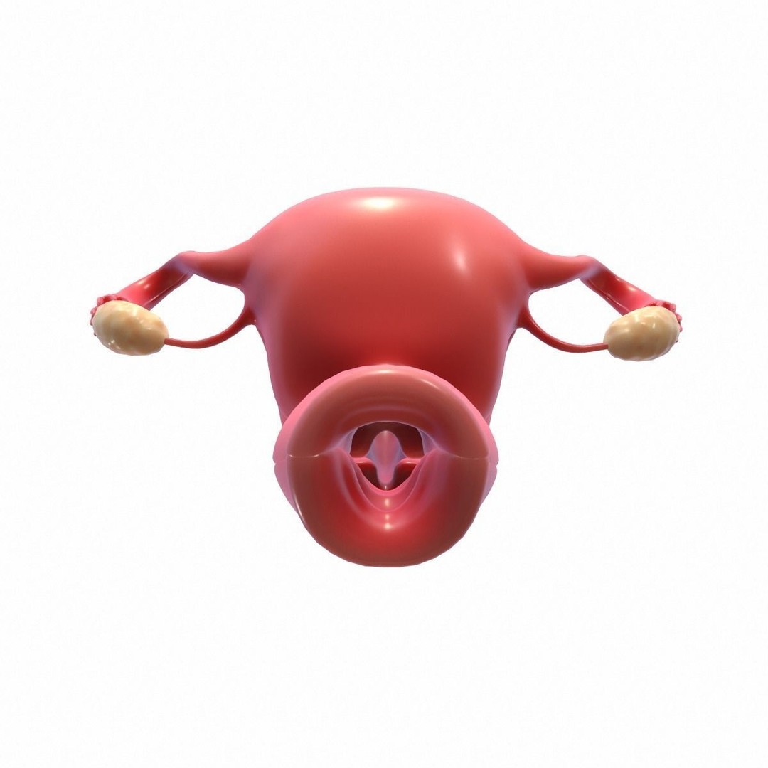 Female Reproductive System 3D Model – Realistic Anatomy Asset, FBX, OBJ - View 10