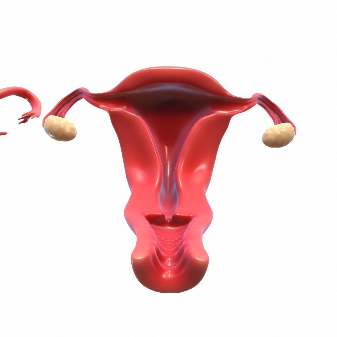 Female Reproductive System 3D Model – Realistic Anatomy Asset, FBX, OBJ - View 11