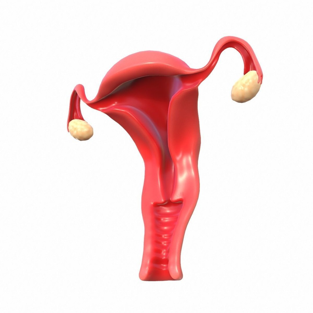 Female Reproductive System 3D Model – Realistic Anatomy Asset, FBX, OBJ - View 12