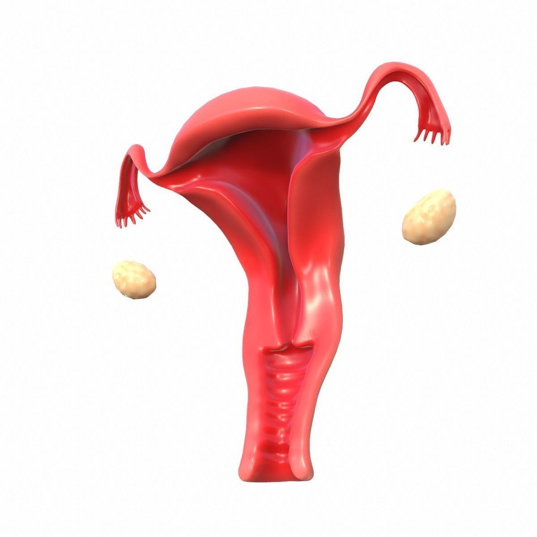 Female Reproductive System 3D Model – Realistic Anatomy Asset, FBX, OBJ - View 13