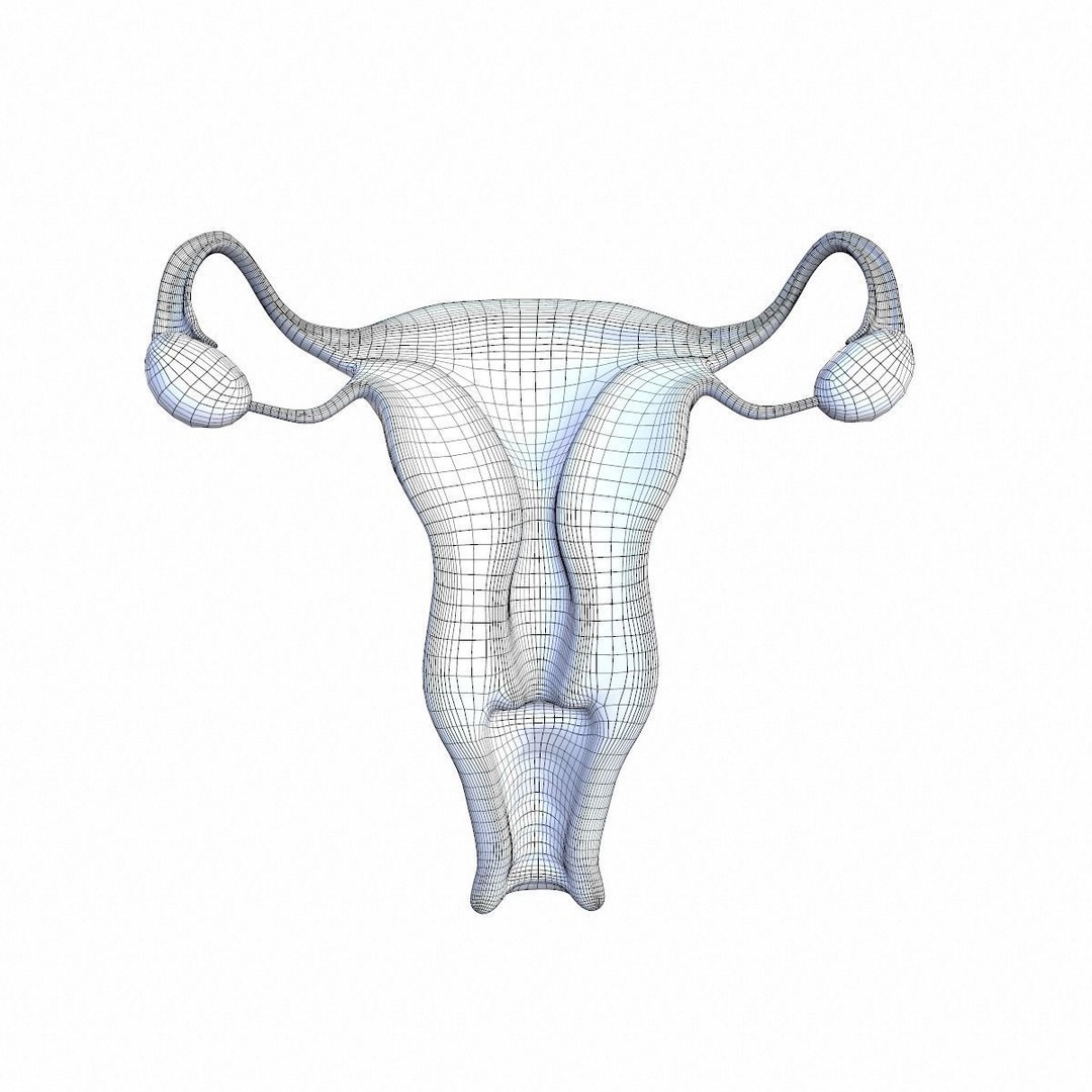 Female Reproductive System 3D Model – Realistic Anatomy Asset, FBX, OBJ - View 14