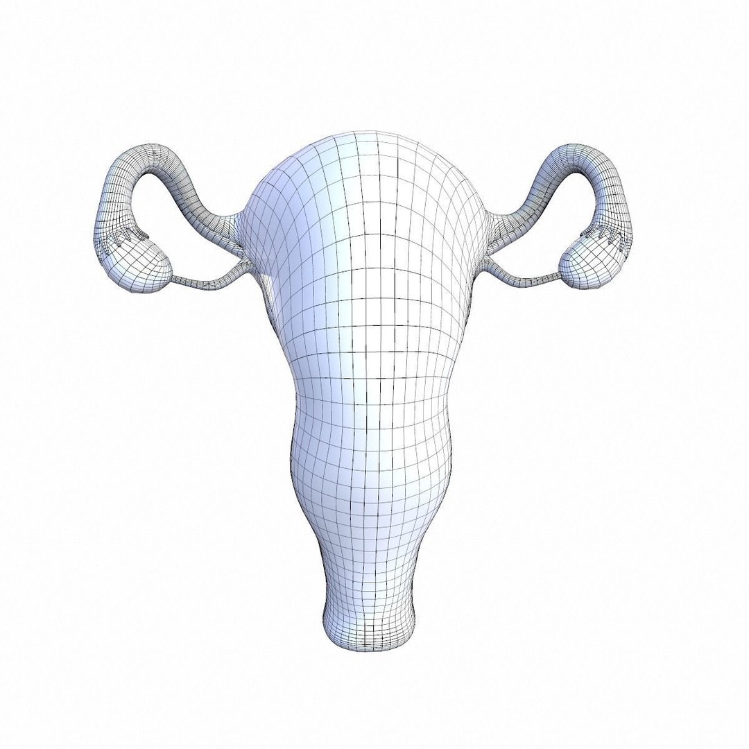 Female Reproductive System 3D Model – Realistic Anatomy Asset, FBX, OBJ - View 15