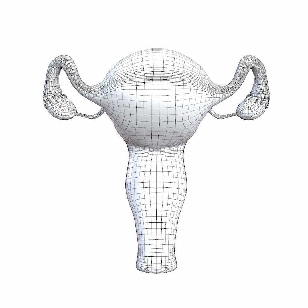 Female Reproductive System 3D Model – Realistic Anatomy Asset, FBX, OBJ - View 16