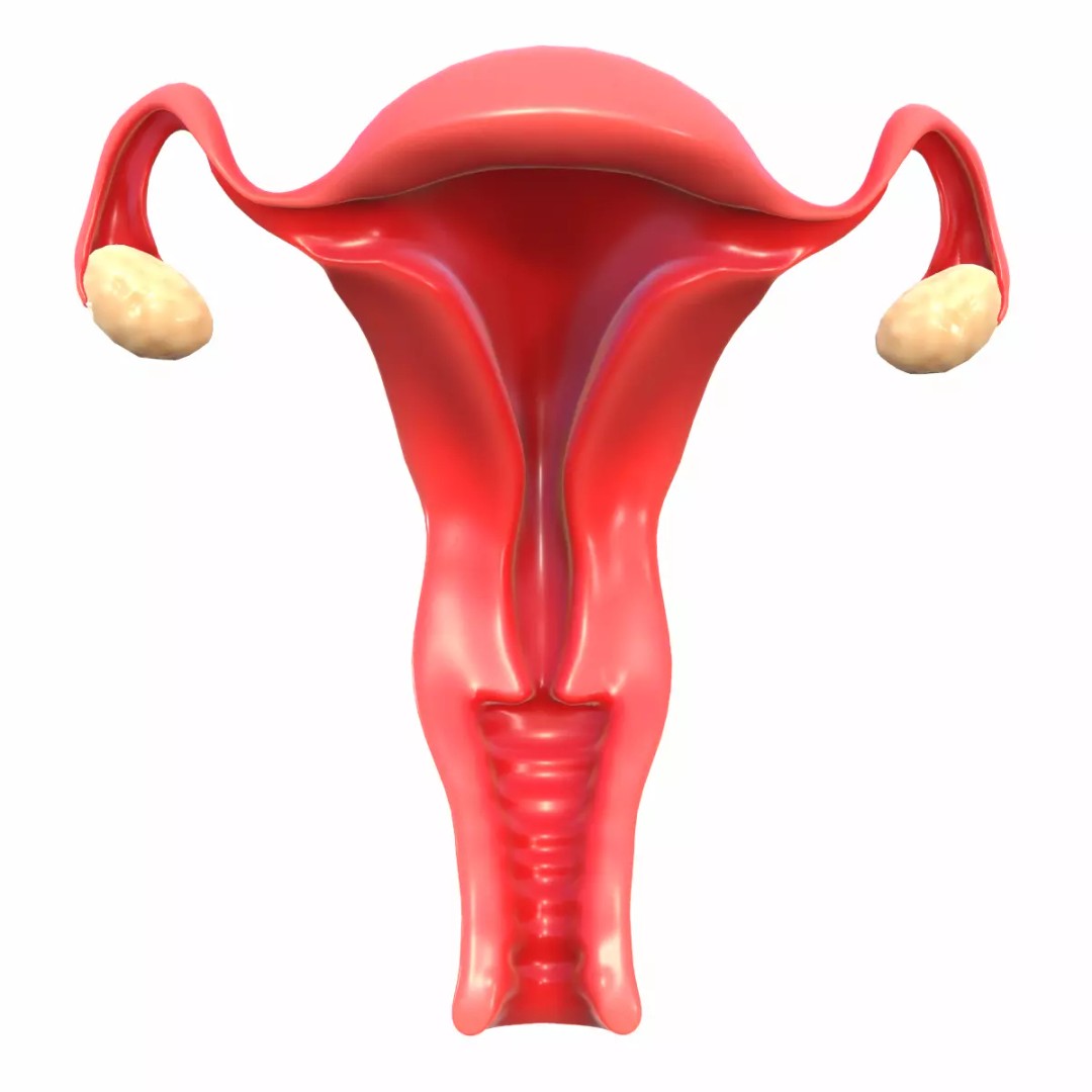 Female Reproductive System 3D Model – Realistic Anatomy Asset, FBX, OBJ - View 2