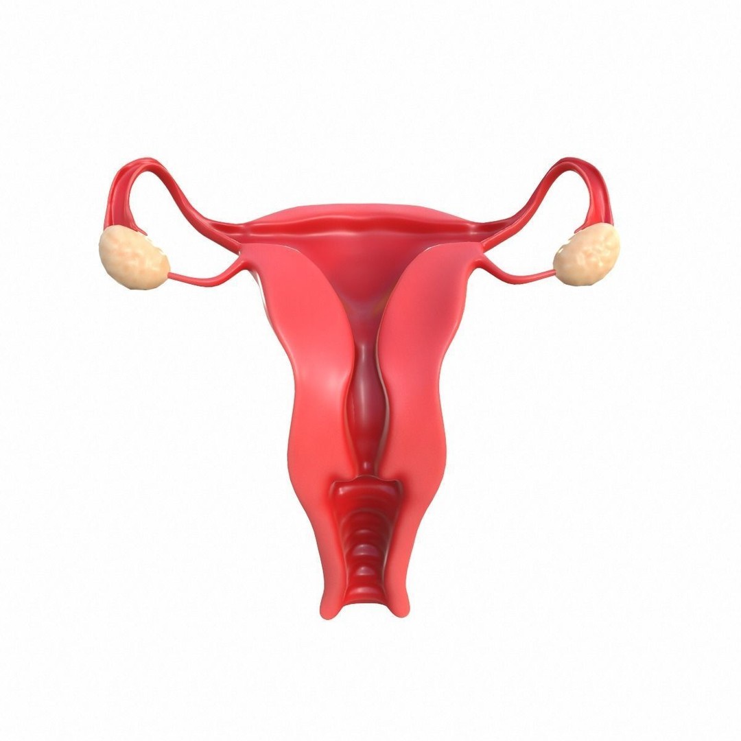 Female Reproductive System 3D Model – Realistic Anatomy Asset, FBX, OBJ - View 3