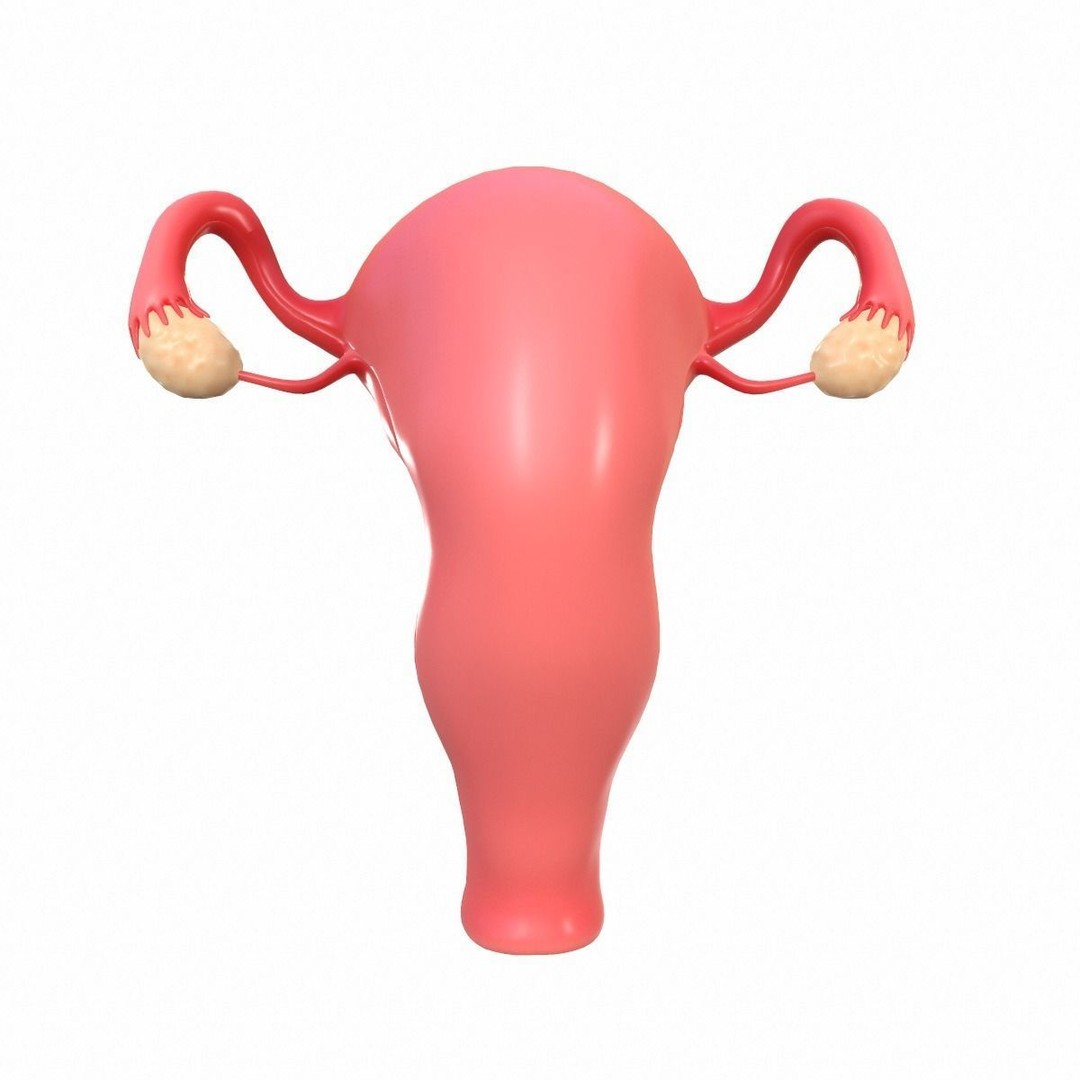 Female Reproductive System 3D Model – Realistic Anatomy Asset, FBX, OBJ - View 4