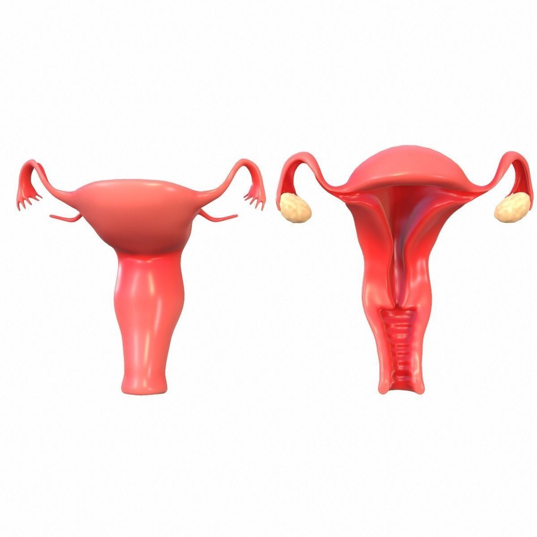 Female Reproductive System 3D Model – Realistic Anatomy Asset, FBX, OBJ - View 5