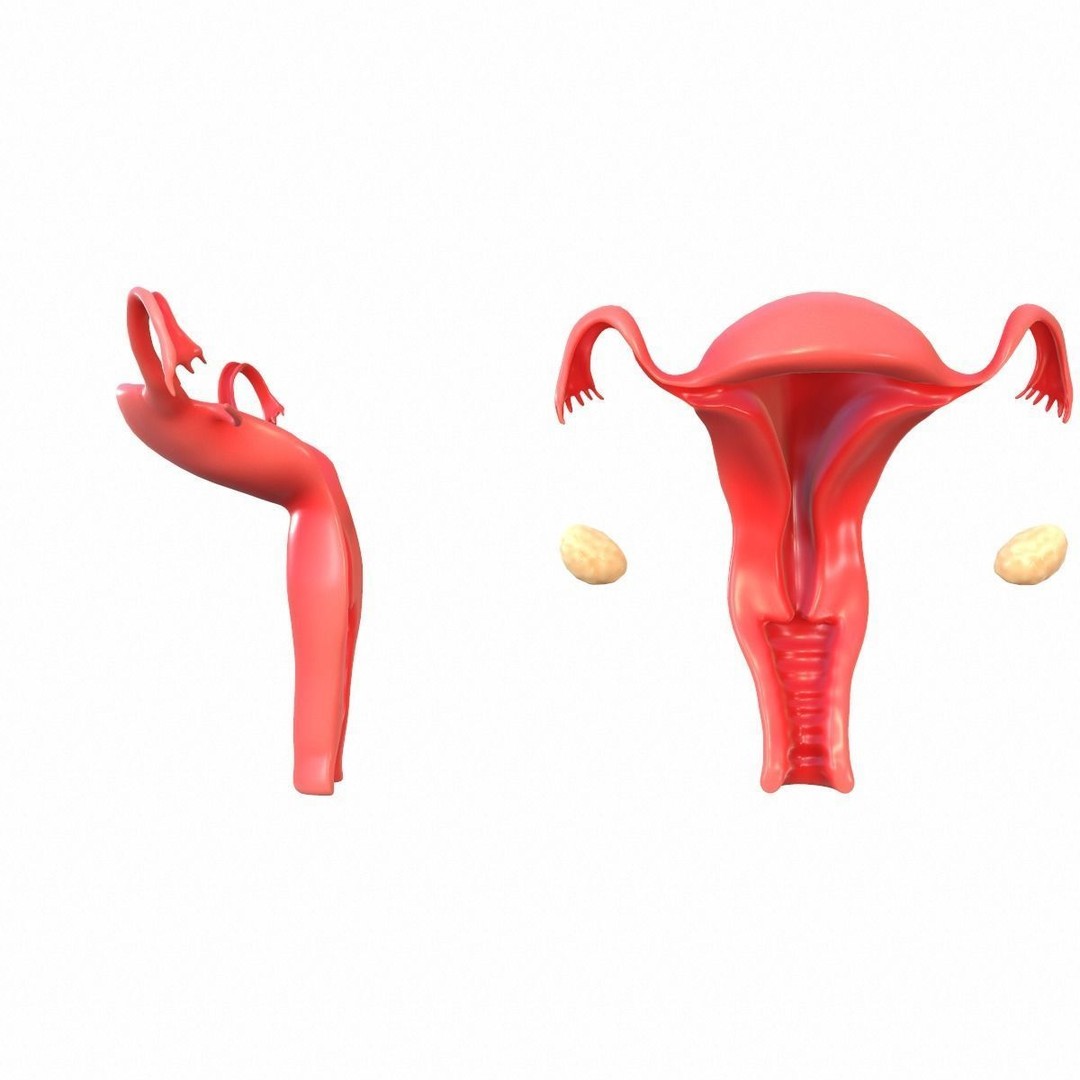 Female Reproductive System 3D Model – Realistic Anatomy Asset, FBX, OBJ - View 6
