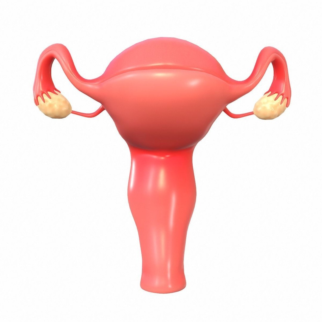 Female Reproductive System 3D Model – Realistic Anatomy Asset, FBX, OBJ - View 7