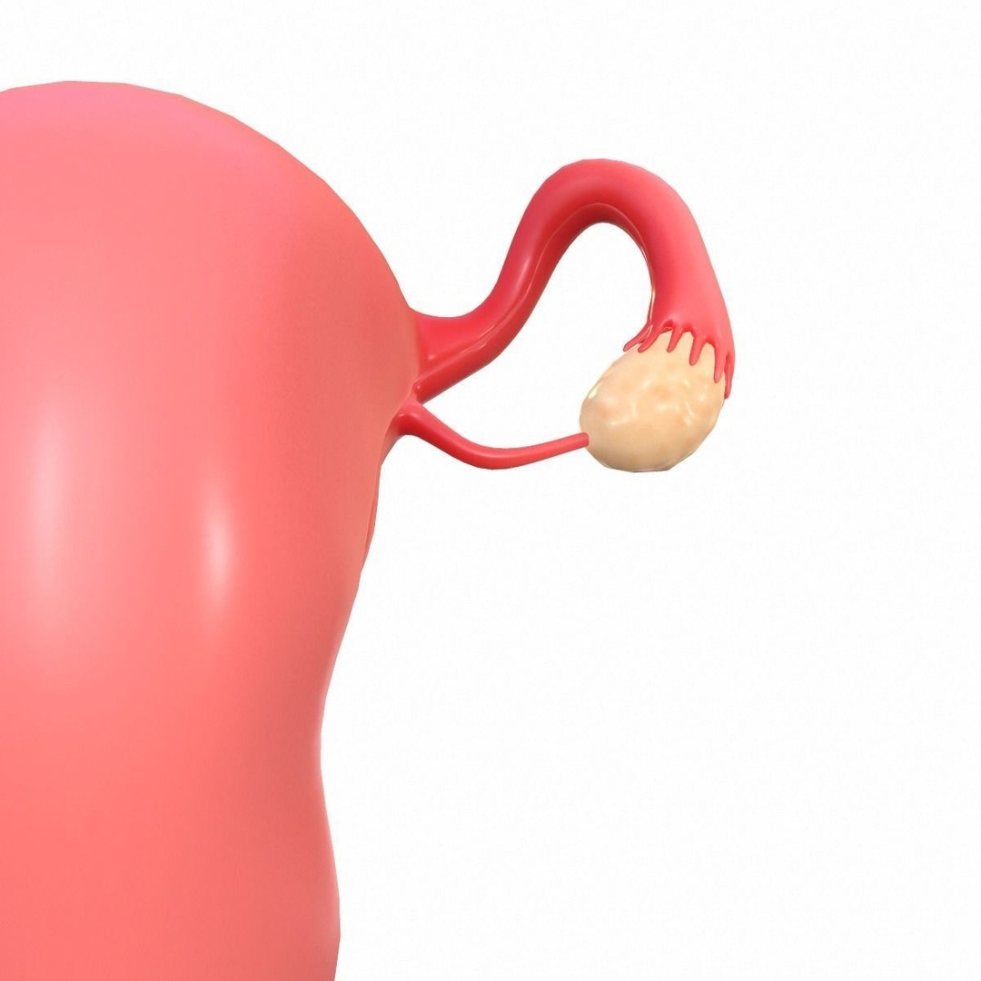 Female Reproductive System 3D Model – Realistic Anatomy Asset, FBX, OBJ - View 9