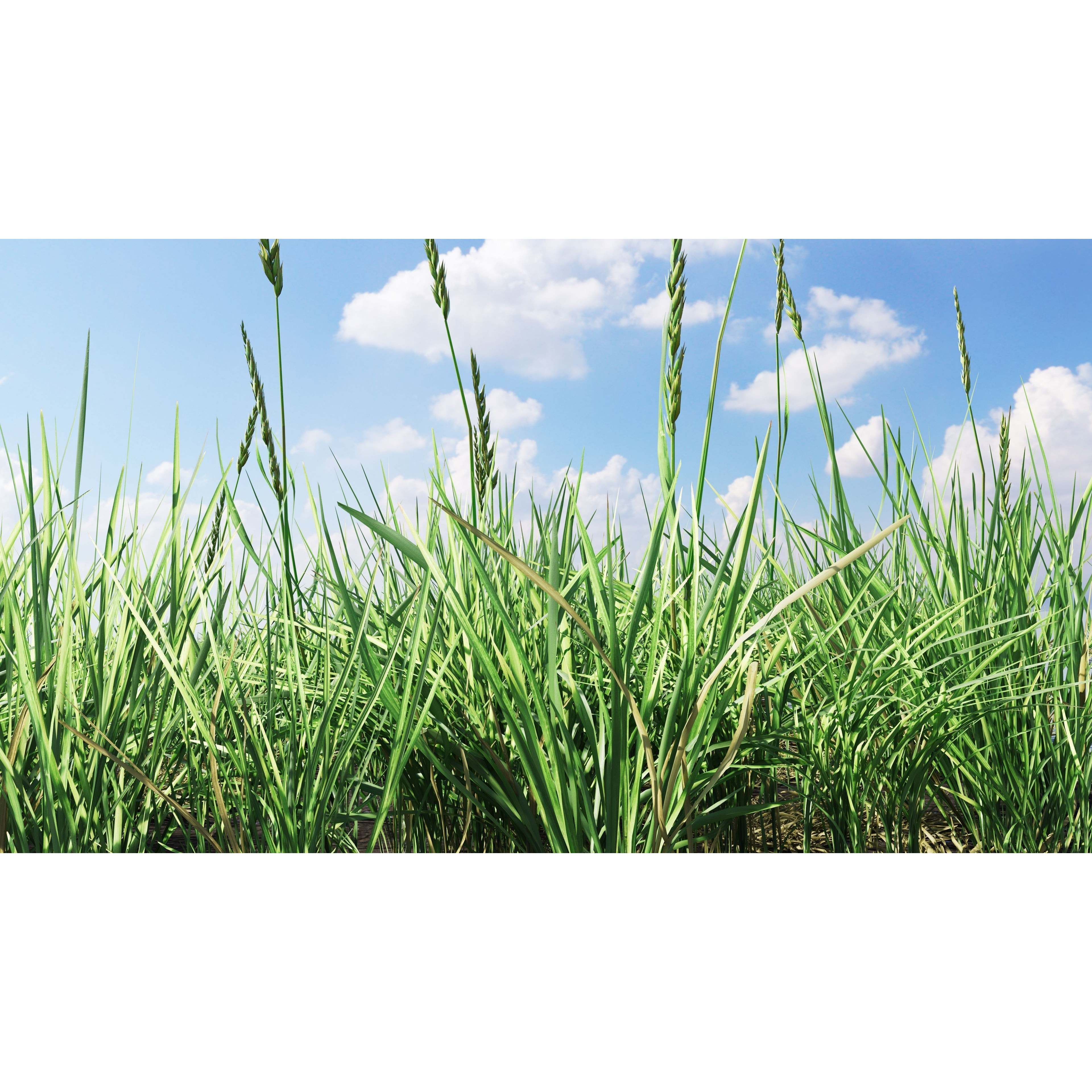 CGrass 2.0 - Low-Poly Game-Ready 3D Model - View 13