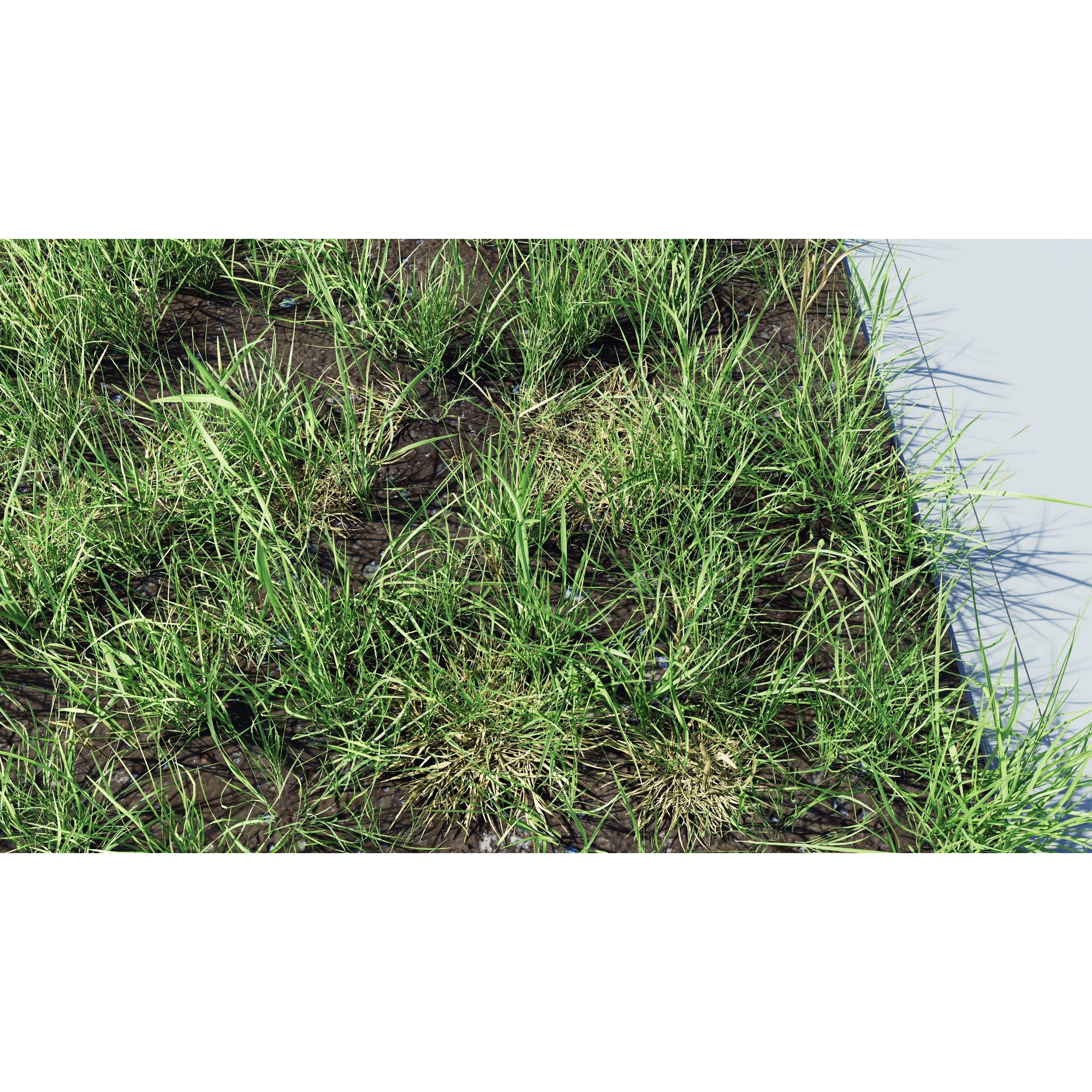 CGrass 2.0 - Low-Poly Game-Ready 3D Model - View 37