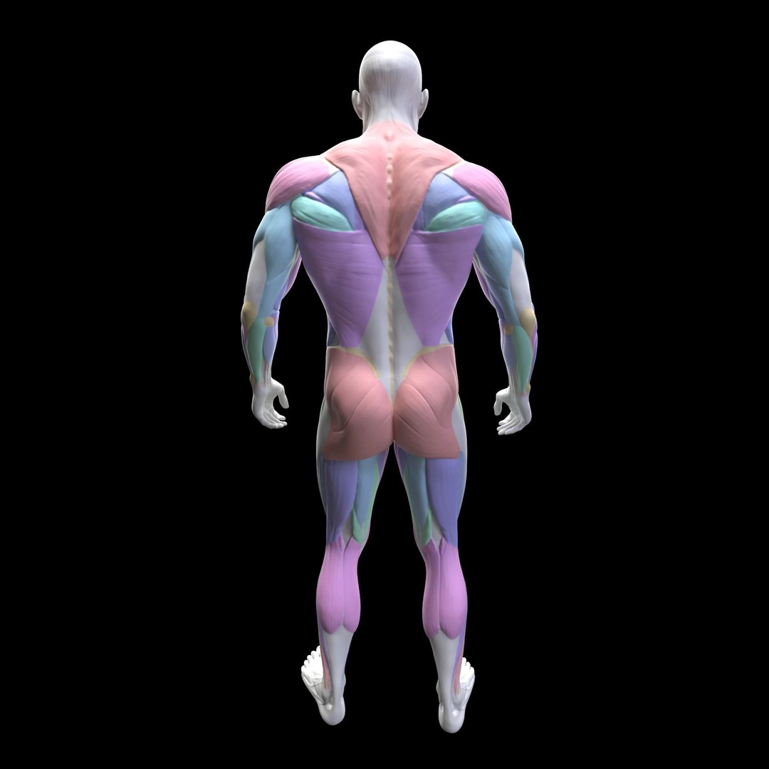 Chest Exercises 3D Model – Animated Gym Character with Rigging - View 12