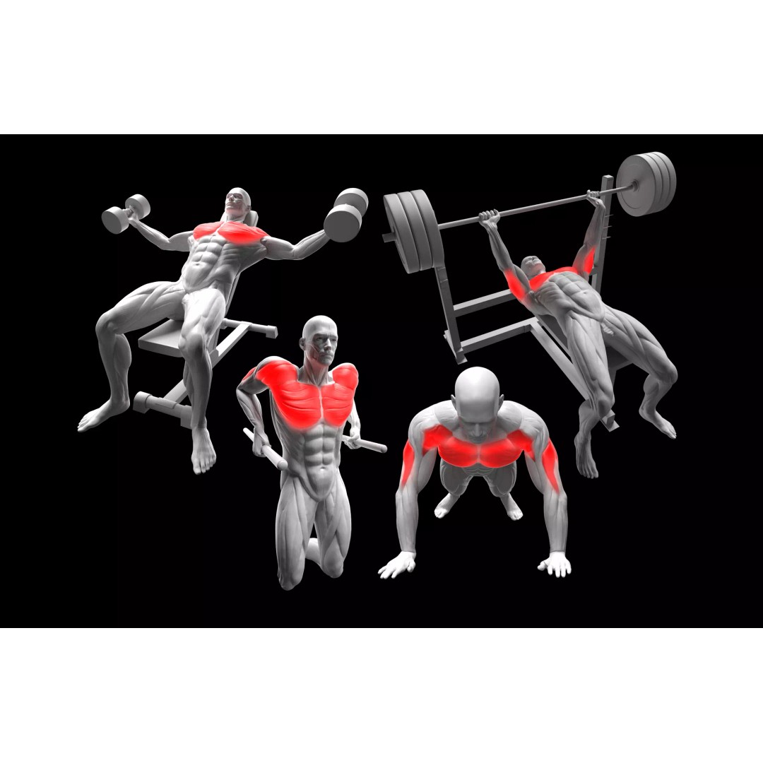 Chest Exercises 3D Model – Animated Gym Character with Rigging - View 2