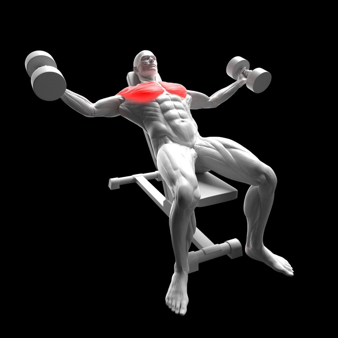 Chest Exercises 3D Model – Animated Gym Character with Rigging - View 3