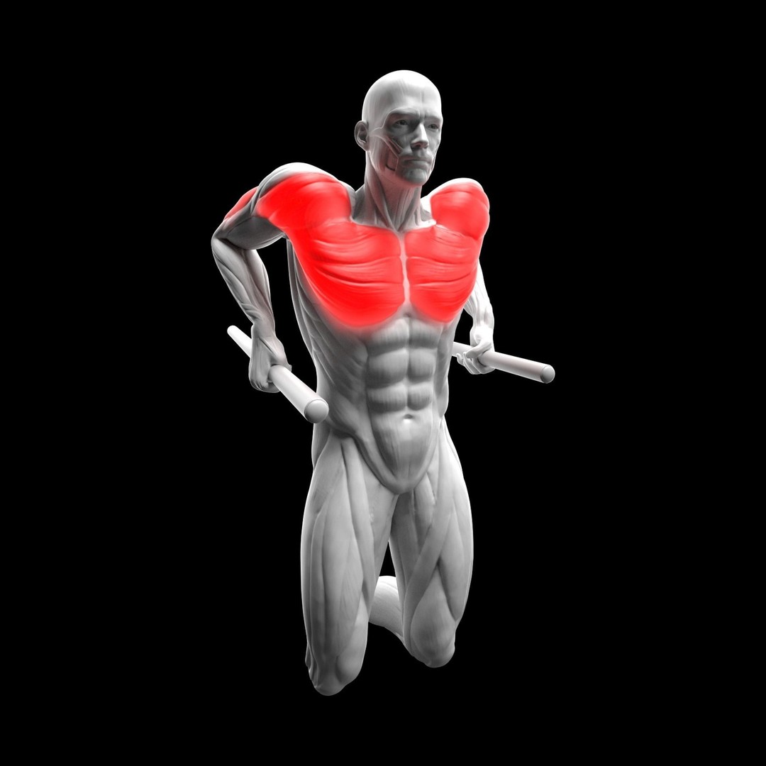 Chest Exercises 3D Model – Animated Gym Character with Rigging - View 5