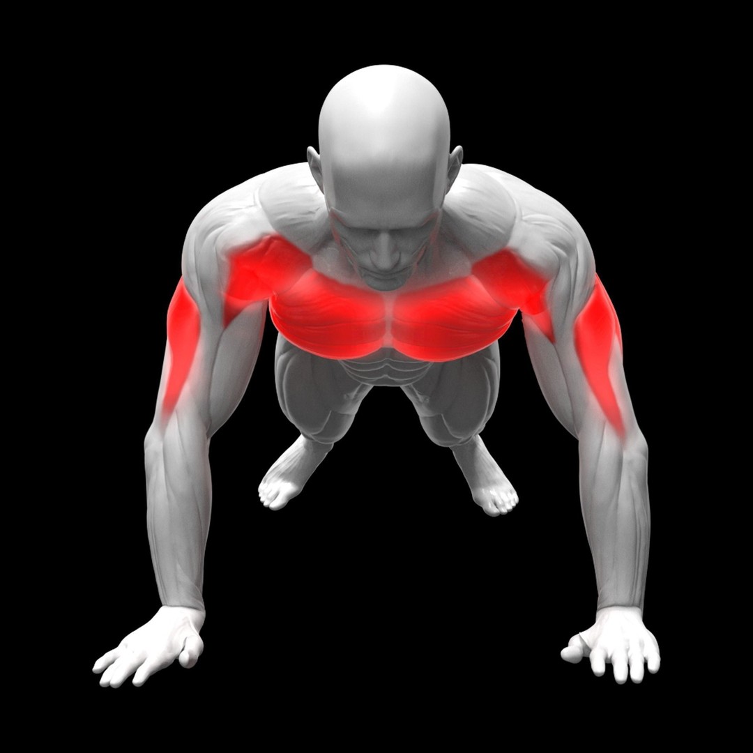 Chest Exercises 3D Model – Animated Gym Character with Rigging - View 7