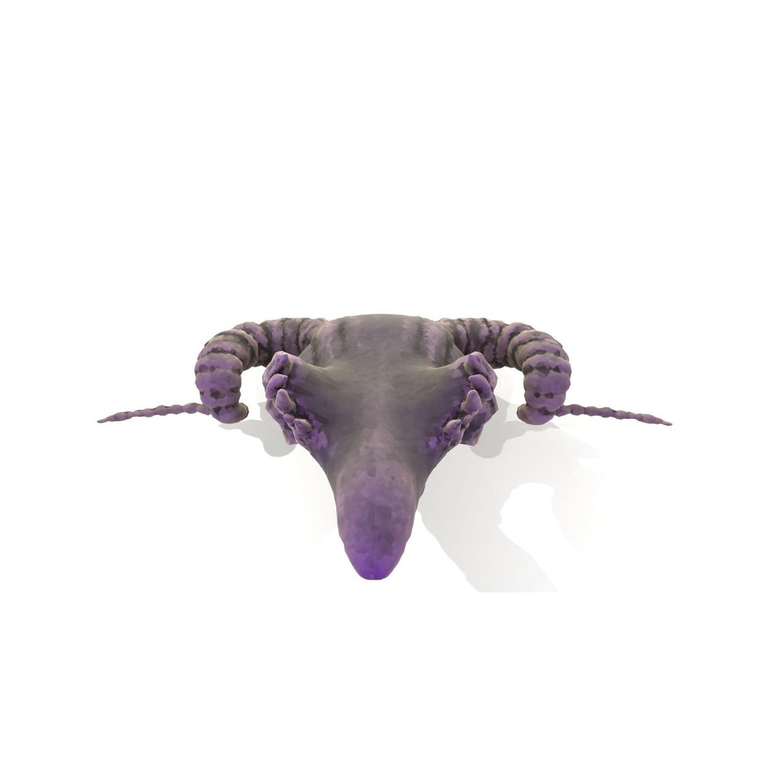 Ram Skull 3D Model – Low Poly PBR Game Asset, FBX, Blender - View 5