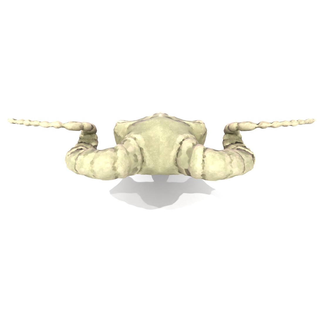 Ram Skull 3D Model – Low Poly PBR Game Asset, FBX, Blender - View 6