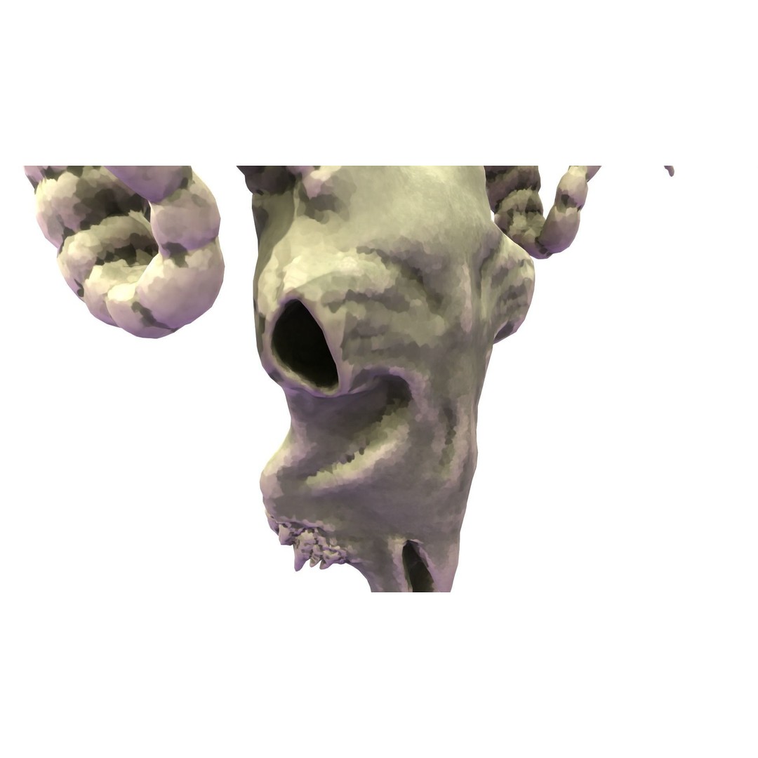 Ram Skull 3D Model – Low Poly PBR Game Asset, FBX, Blender - View 7