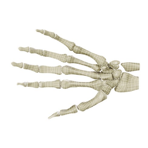 Hand Skeleton 3D Model – High Poly Anatomical Model, FBX, OBJ - View 10