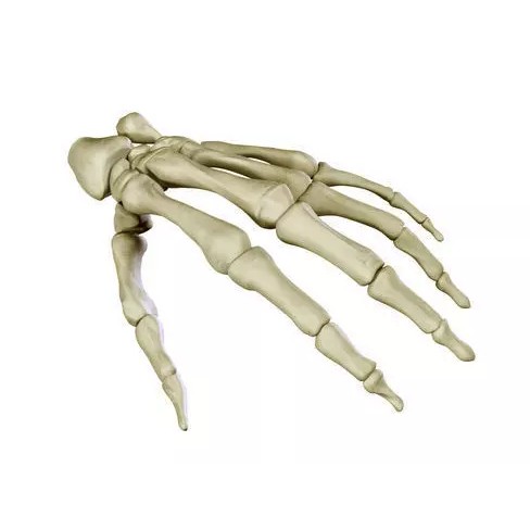 Hand Skeleton 3D Model – High Poly Anatomical Model, FBX, OBJ - View 2