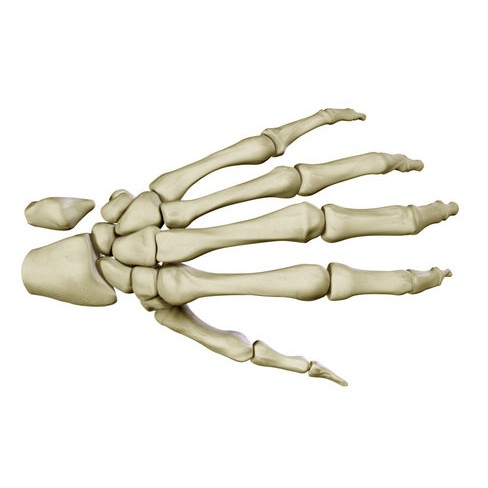 Hand Skeleton 3D Model – High Poly Anatomical Model, FBX, OBJ - View 3
