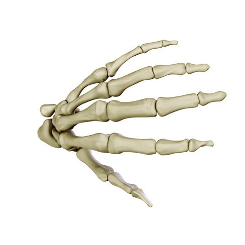 Hand Skeleton 3D Model – High Poly Anatomical Model, FBX, OBJ - View 4