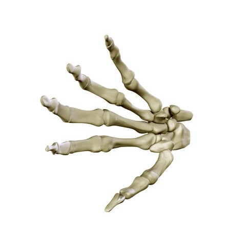 Hand Skeleton 3D Model – High Poly Anatomical Model, FBX, OBJ - View 5