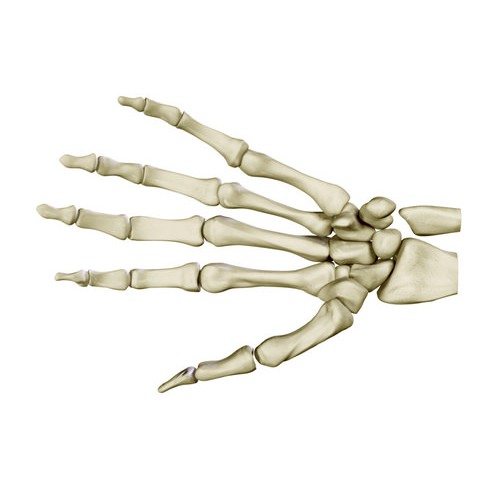 Hand Skeleton 3D Model – High Poly Anatomical Model, FBX, OBJ - View 6