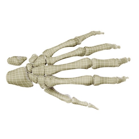 Hand Skeleton 3D Model – High Poly Anatomical Model, FBX, OBJ - View 7